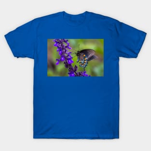 Pipevine Swallowtail Butterfly on Purple Flowers T-Shirt